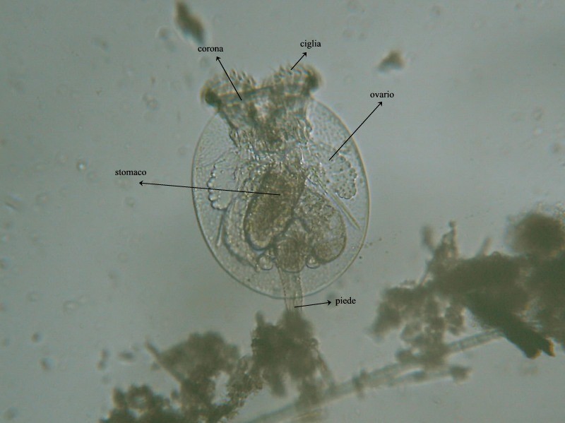 Scheda sui rotiferi
