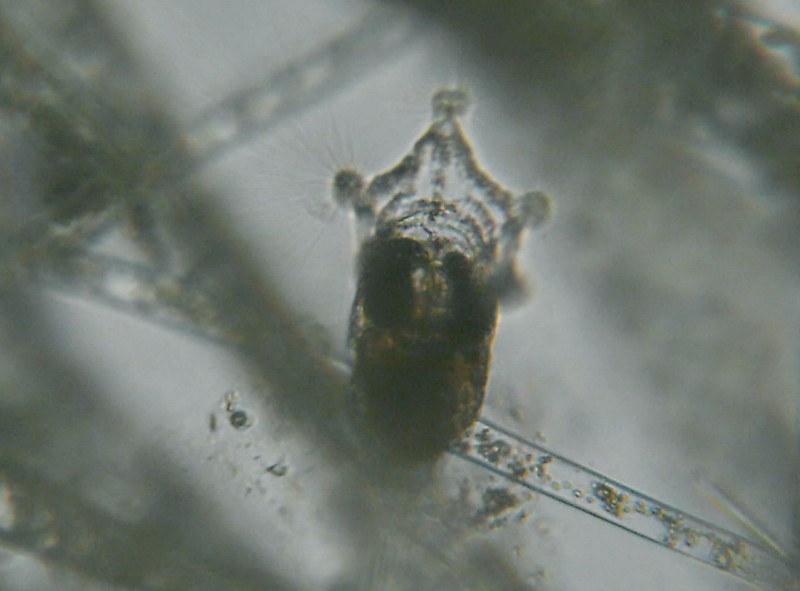 Scheda sui rotiferi