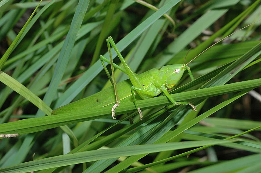 Ruspolia nitidula