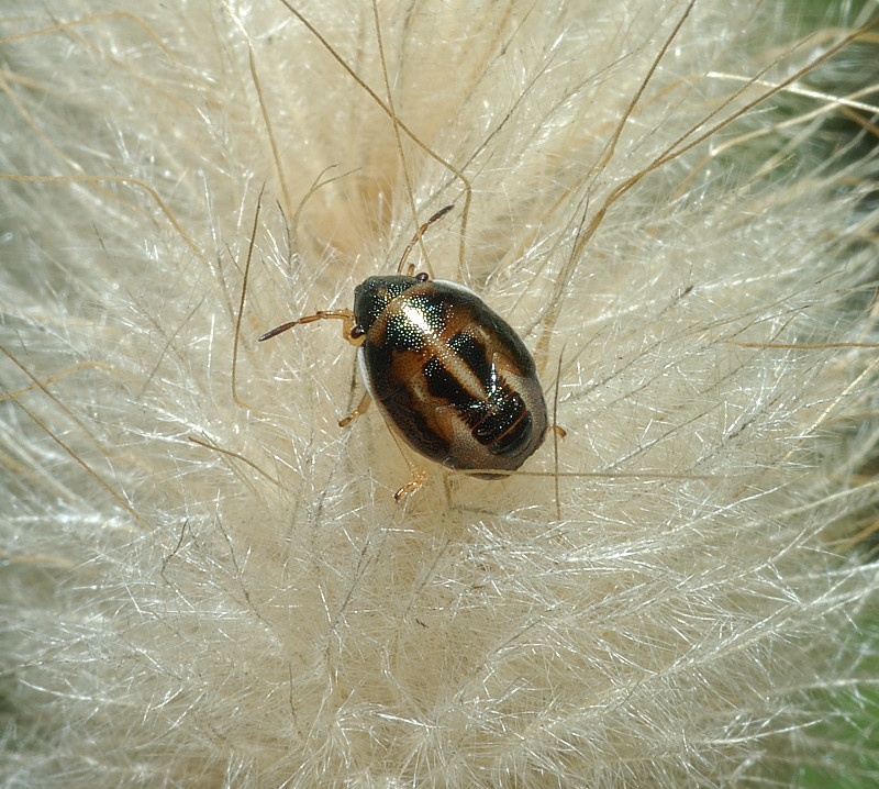 Aelia sp. neanide