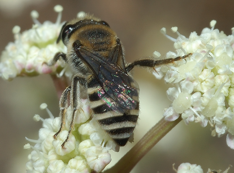 Maschio di Colletes sp.