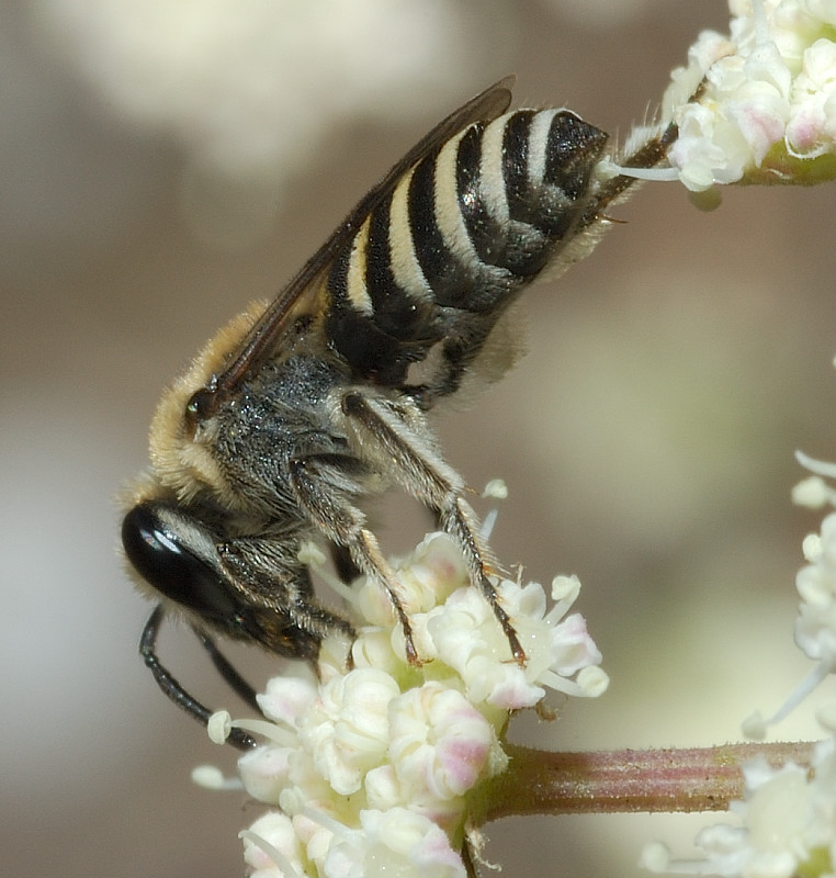 Maschio di Colletes sp.