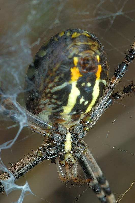 Semplicemente un..argiope