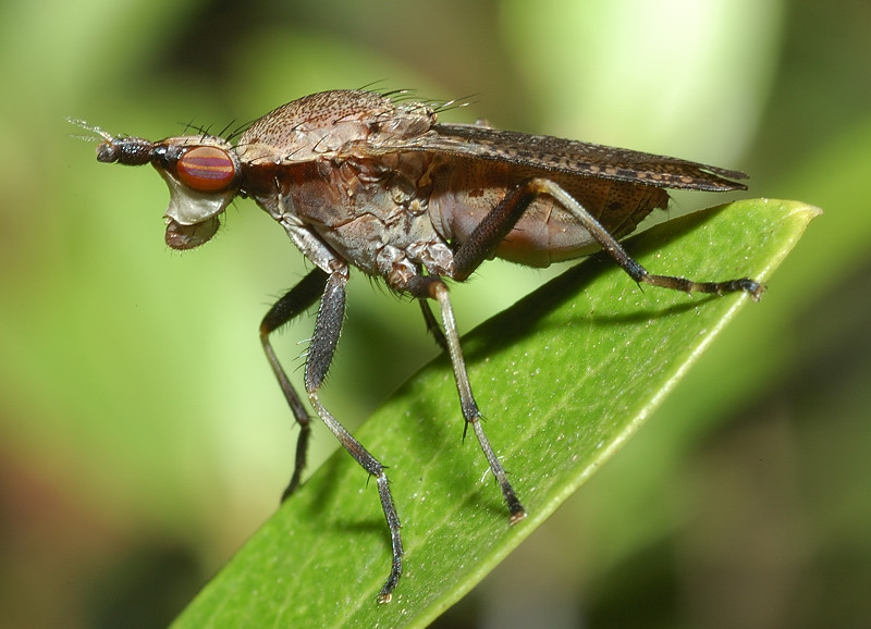 Sciomyzidae