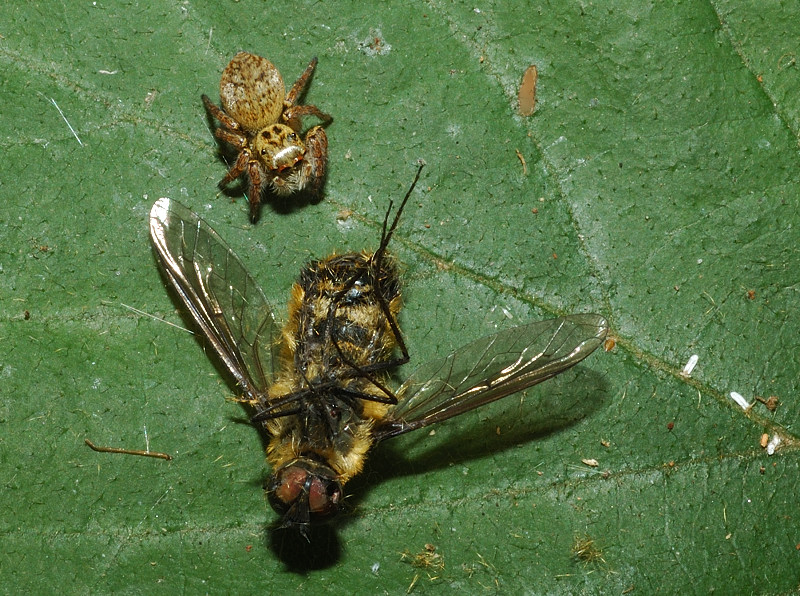 Bellissimo salticidae con la sua preda