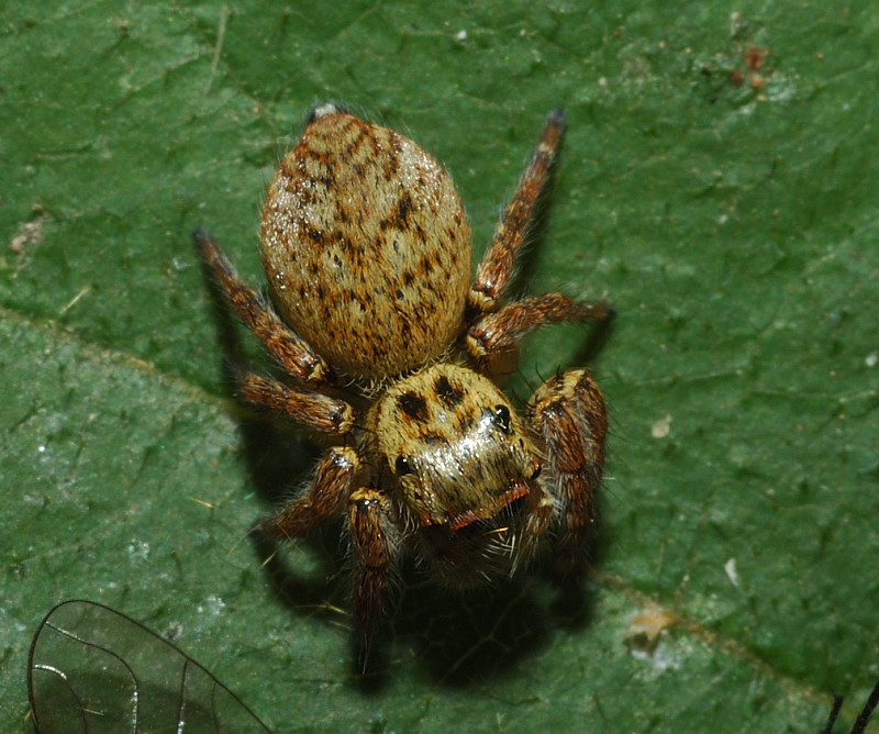 Bellissimo salticidae con la sua preda