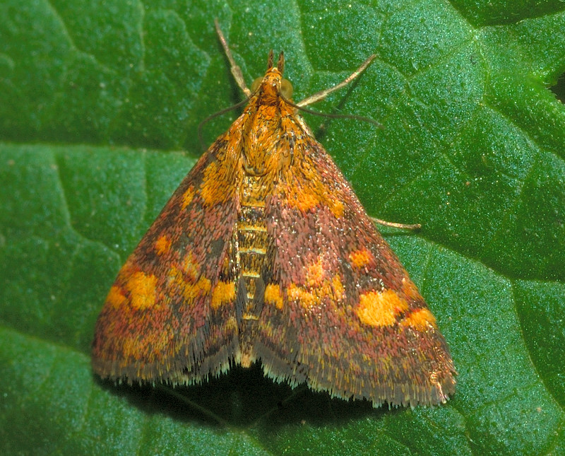 Pyrausta aurata