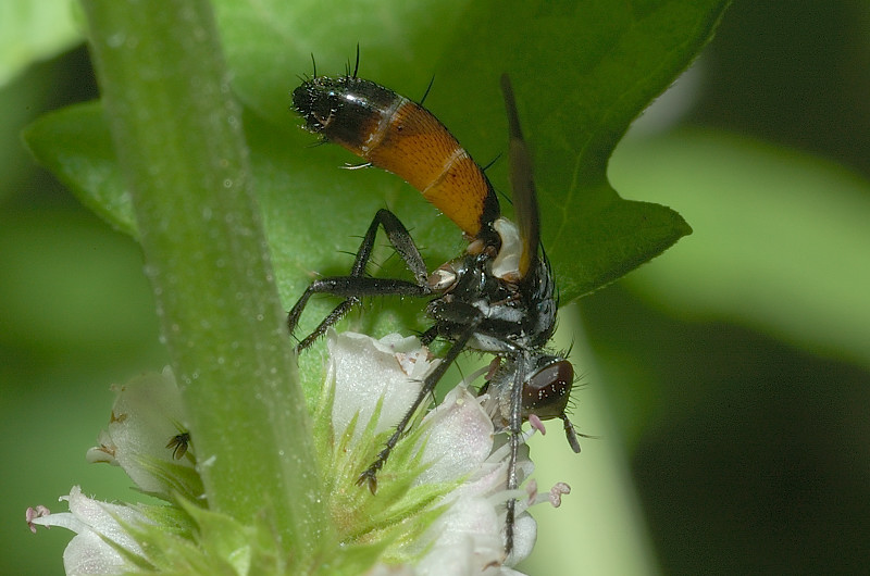 Cylindromyia auriceps