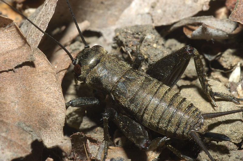 Melanogryllus desertus