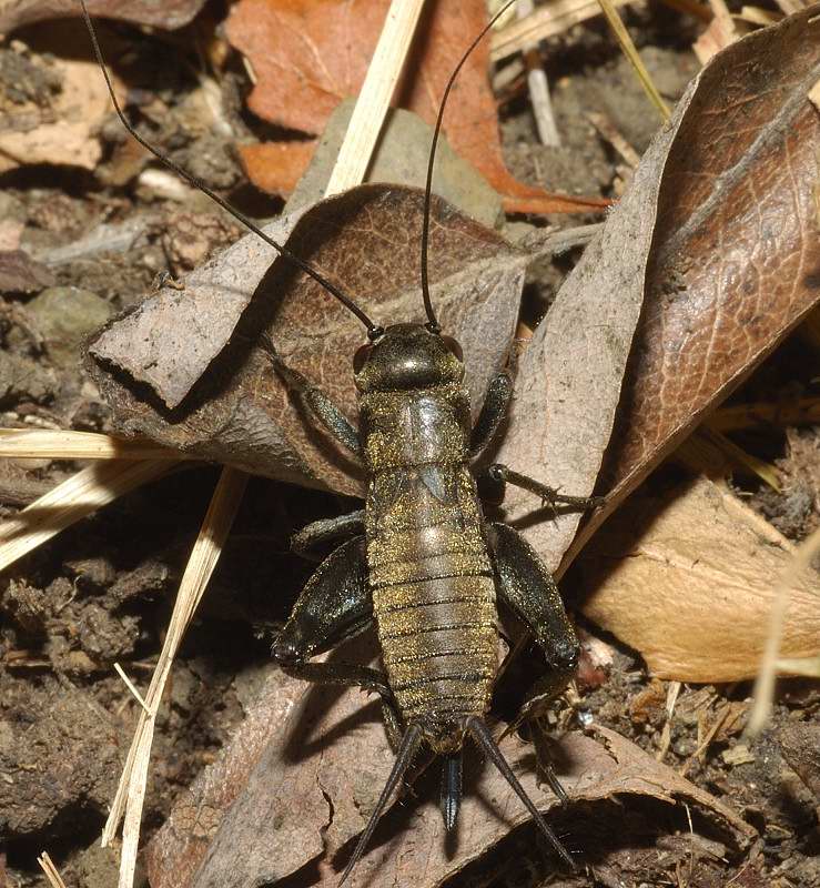 Melanogryllus desertus