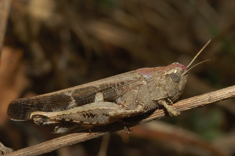 Aiolopus strepens (Acrididae)