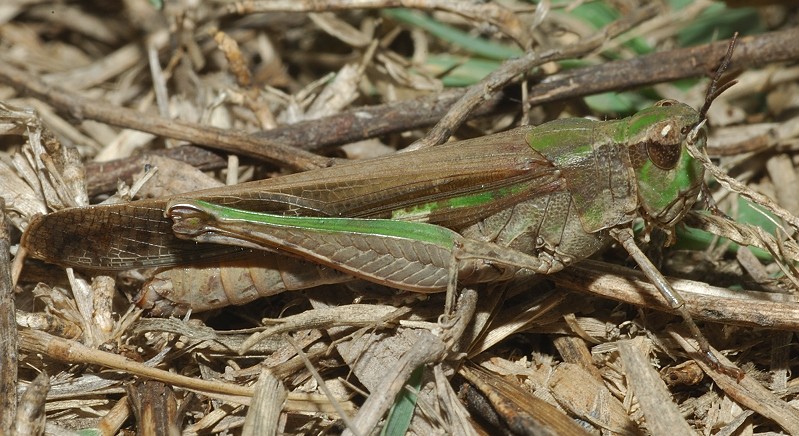 Ailopus thalassinus e Acrida ungarica