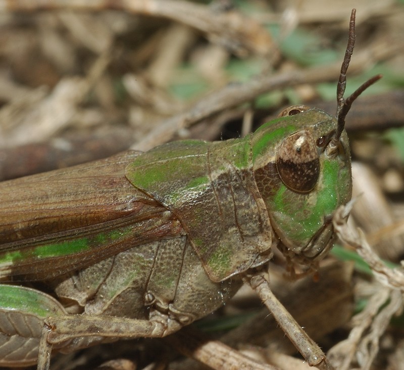 Ailopus thalassinus e Acrida ungarica