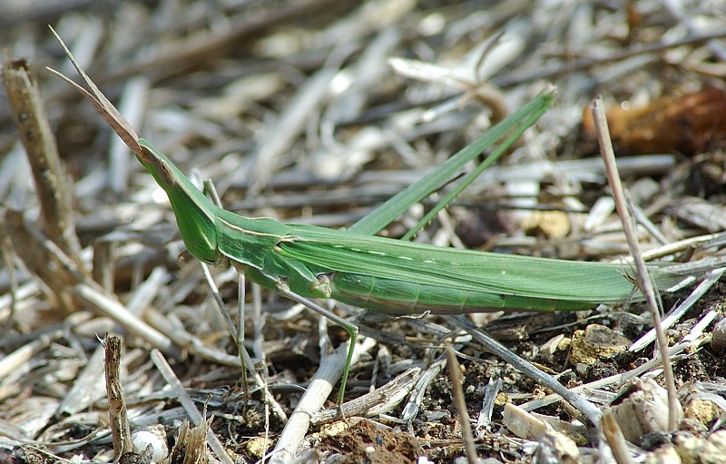 Ailopus thalassinus e Acrida ungarica