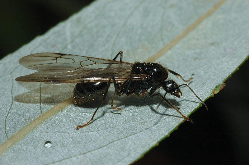 La formica granaiola: Messor sp.