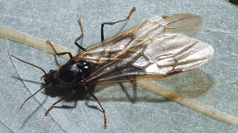 La formica granaiola: Messor sp.