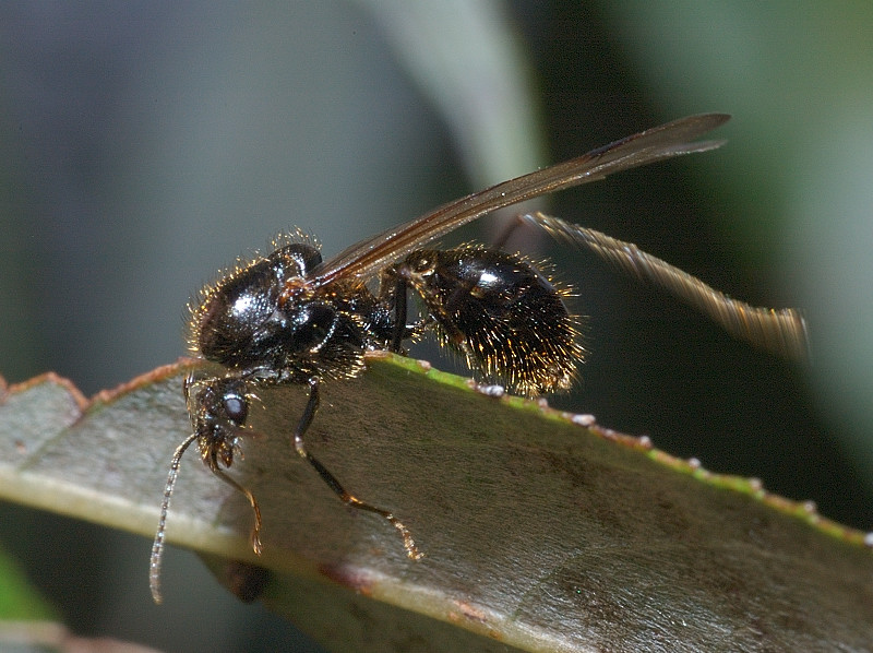 La formica granaiola: Messor sp.