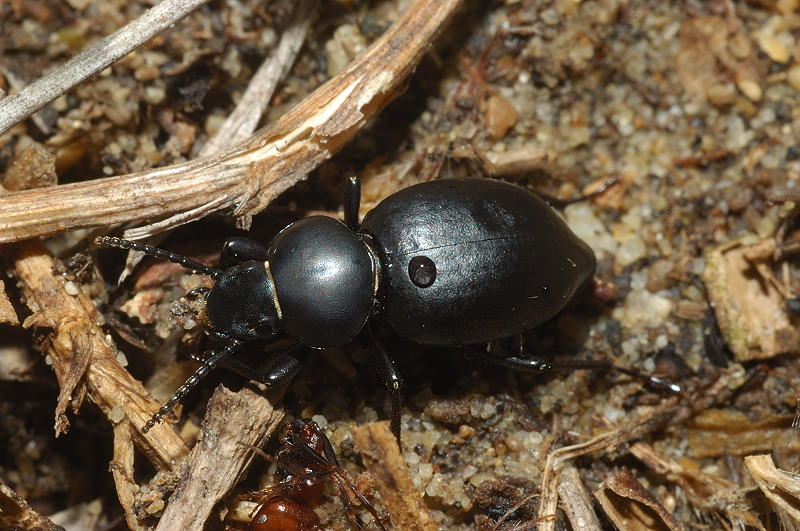 Tentyria italica e Scaurus striatus