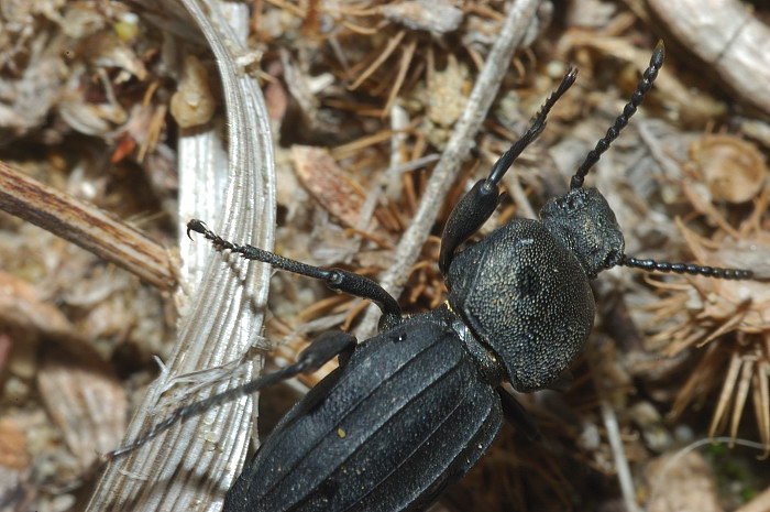 Tentyria italica e Scaurus striatus