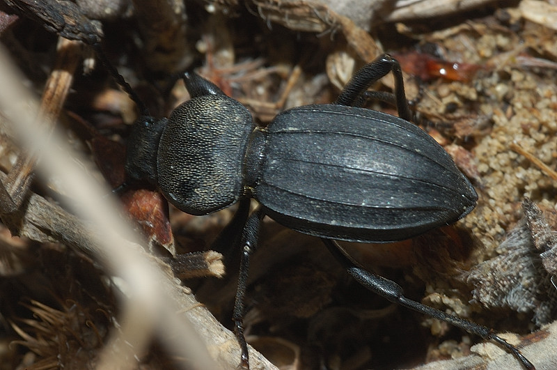 Tentyria italica e Scaurus striatus