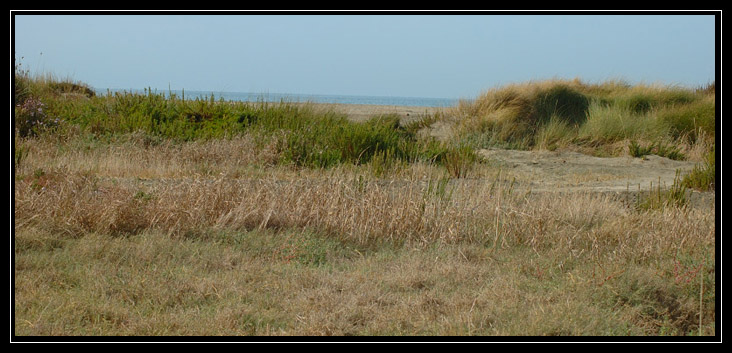 La palude di Torre Flavia