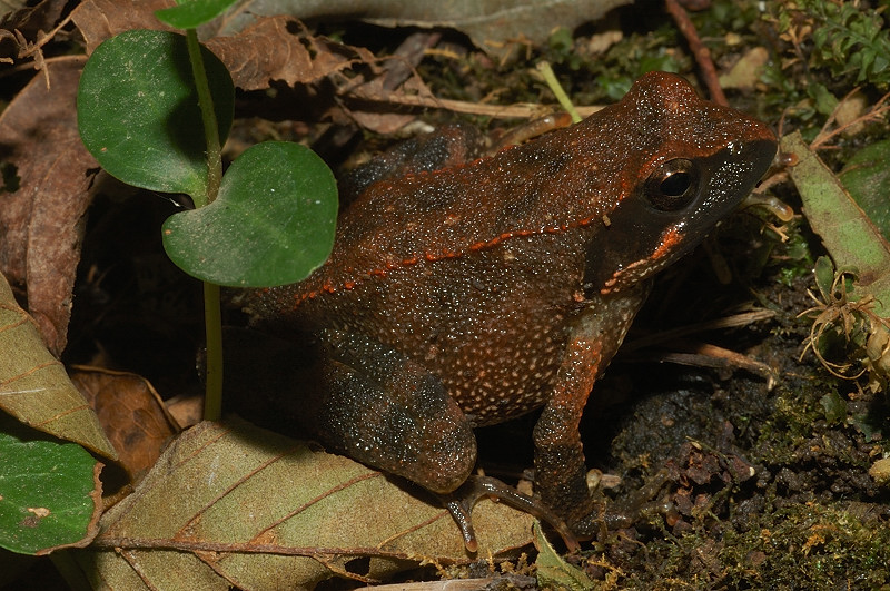Rana dalmatina? Rana italica
