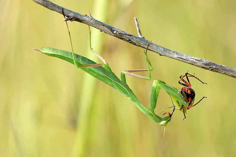 Mantis religiosa