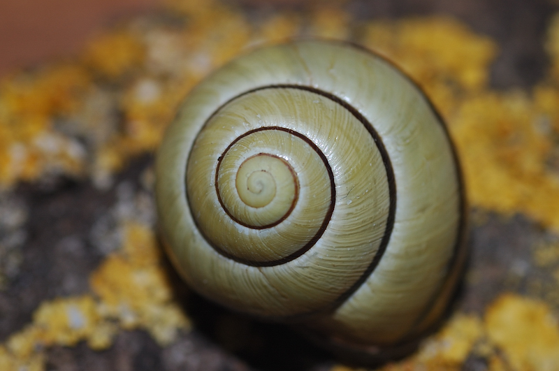 Cepaea nemoralis a Macchiagrande