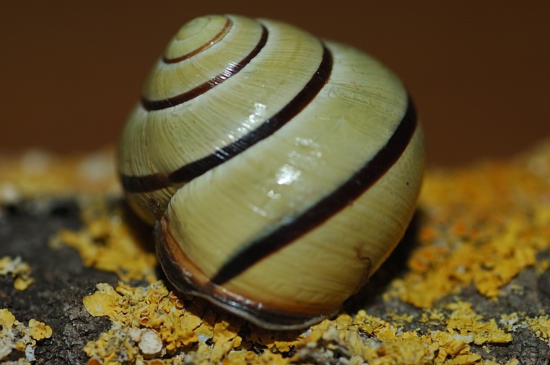 Cepaea nemoralis a Macchiagrande