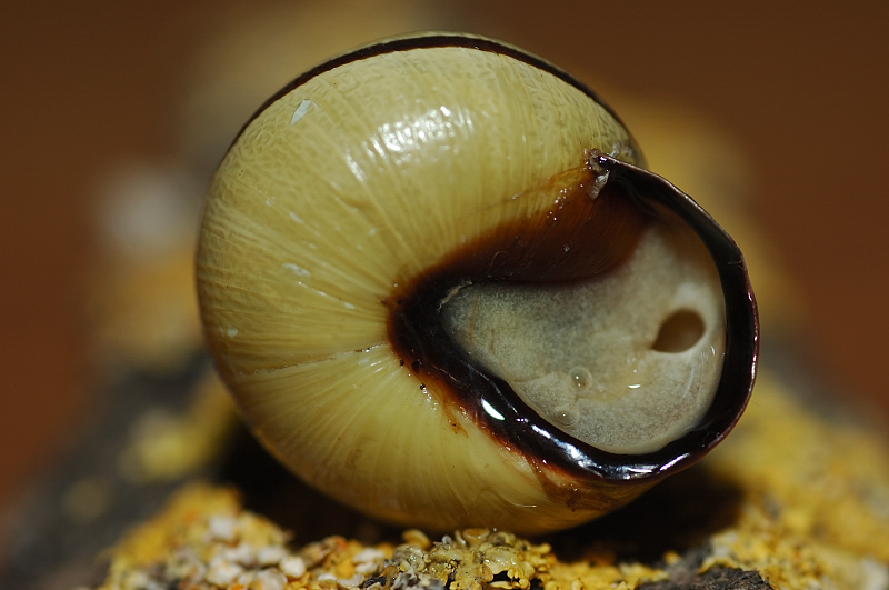 Cepaea nemoralis a Macchiagrande