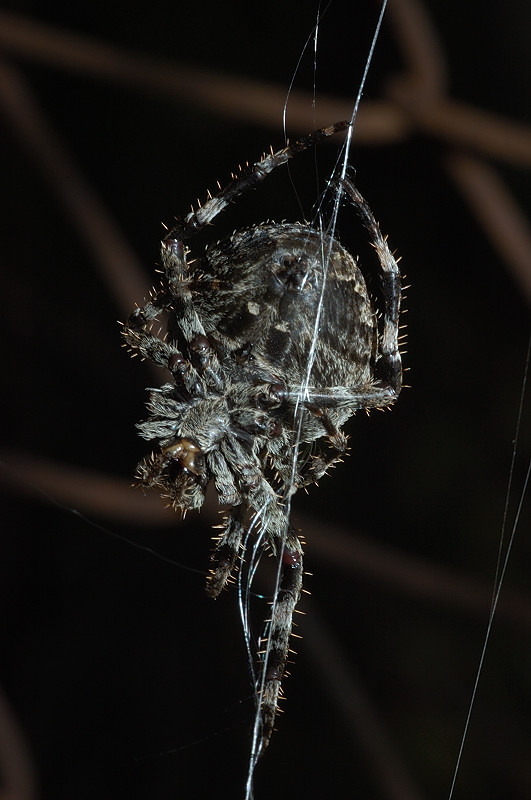 Araneus sp.