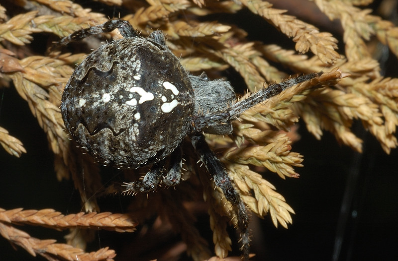 Araneus sp.