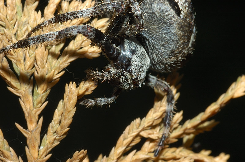 Araneus sp.