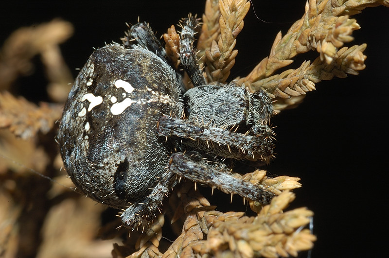 Araneus sp.