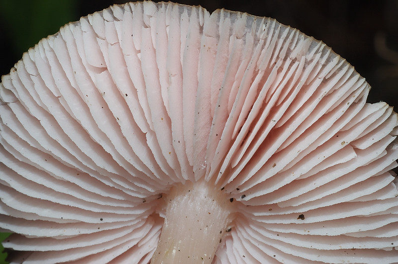 I funghi della Pineta di Procoio