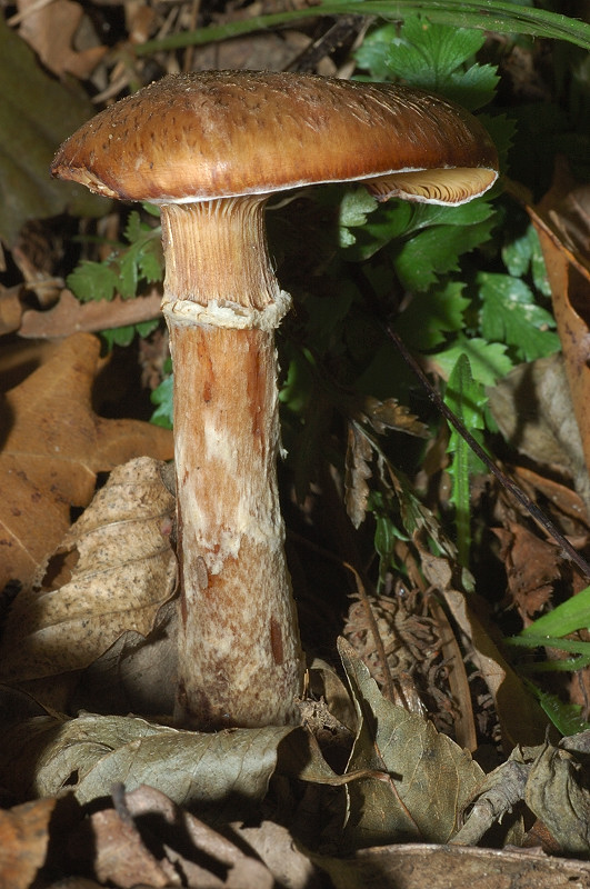 Tra i boschi di Cerveteri