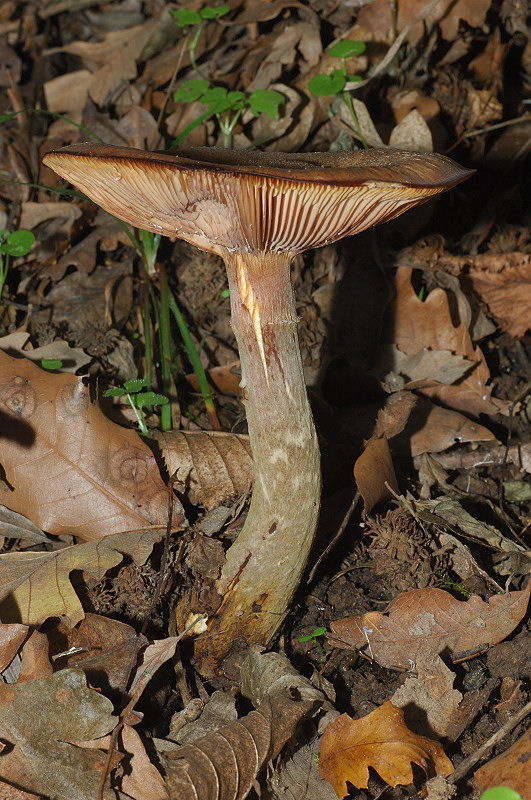 Tra i boschi di Cerveteri