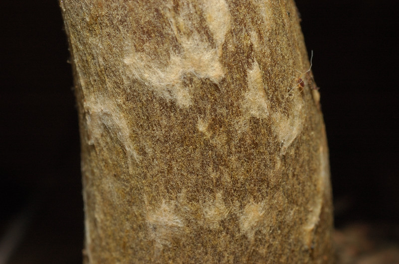 Tra i boschi di Cerveteri