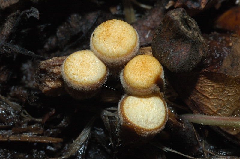 Tra i boschi di Cerveteri