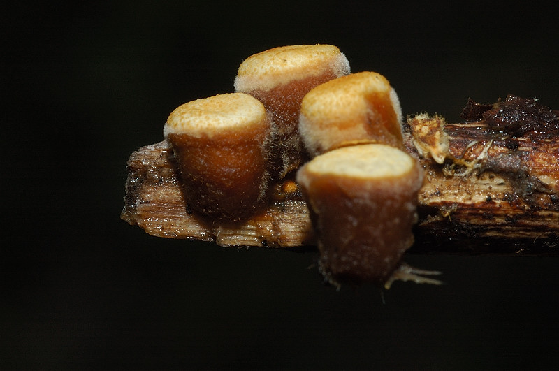 Tra i boschi di Cerveteri
