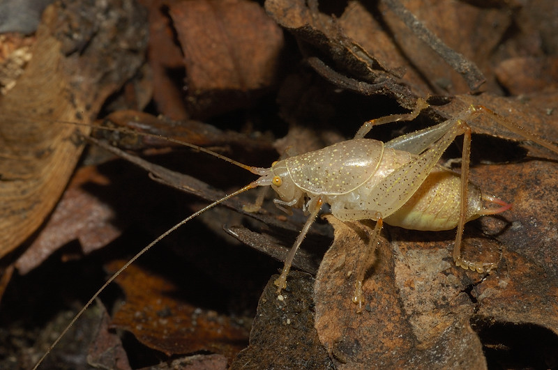 Cyrtaspis scutata (Meconematidae)