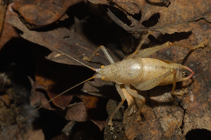 Cyrtaspis scutata (Meconematidae)