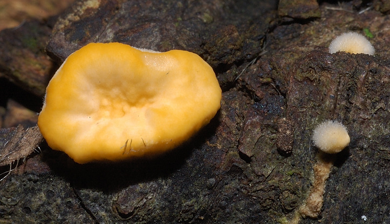 Piccola escursione in bosco di pianura