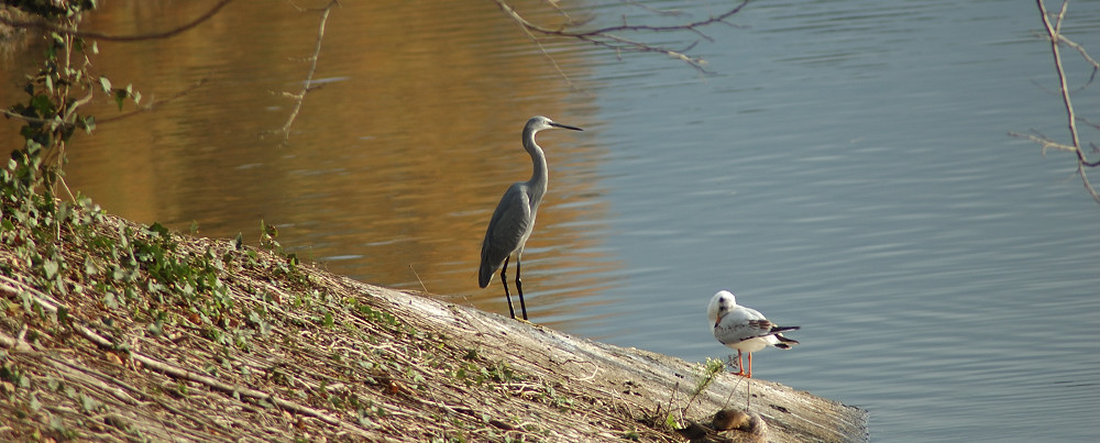 pose da ibrido...Egretta gularis