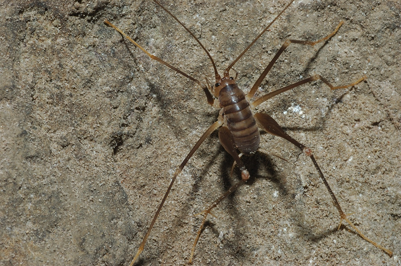 Dolichopoda cfr. laetitiae in grotta