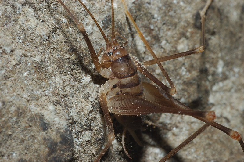 Dolichopoda cfr. laetitiae in grotta