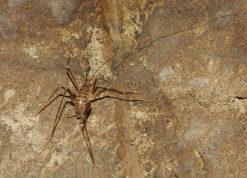 Dolichopoda cfr. laetitiae in grotta