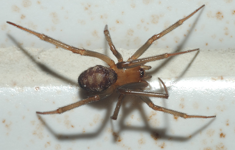 Steatoda grossa