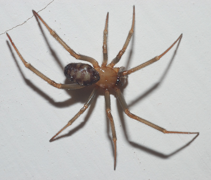 Steatoda grossa