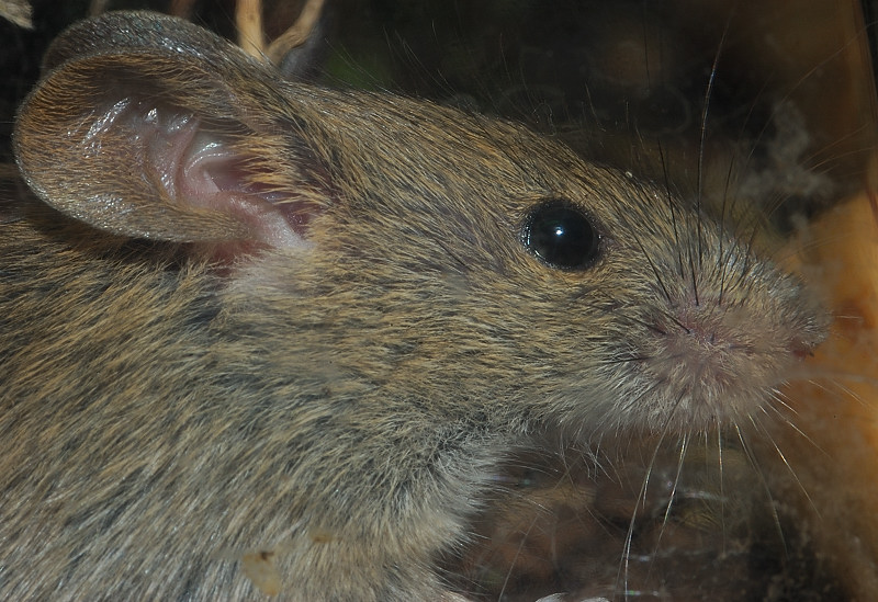 Topolino delle case Mus musculus domesticus